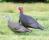 Decoy
