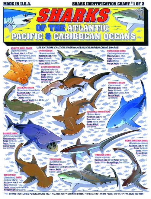 Florida Fish Id Chart