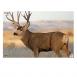 Birchwood Casey EZE-Scorer Mule Deer Paper 23" x 35" Mule Deer 2 Per Pack