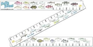 Bones FS50FWTX Tackle Box Ruler - FS50FWTX