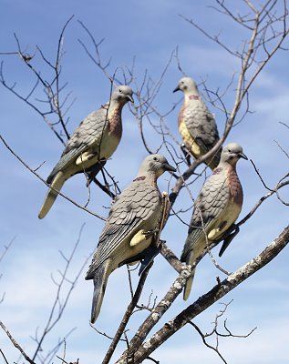 Edge Expedite Clip On Dove Decoy