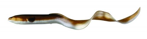 Reel Eel
