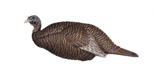 Flextone Thunder Chick Breeder Decoy