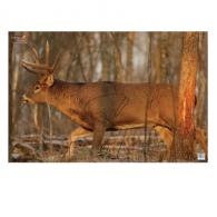 Birchwood Casey EZE-Scorer Paper 23" x 35" Whitetail Deer 2 Per Pack