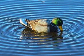 MOJO RIPPLER MALLARD DRAKE - 421 MOJO RIPPLER MALLARD DRAKE - 421