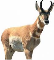 Renzo Antelope Decoy - 667095