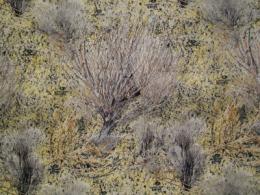 Rem Wrap Adhesive Camouflage For Your Firearm Mossy Oak Brush - 17355