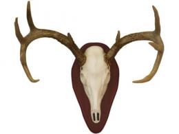 HSP EURO DEER SKULL MOUNT KIT - 01638