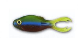 BB WARMOUTH 3" 4PK EASY MONEY - 3WM-08