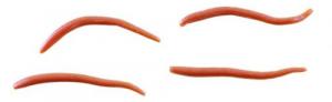 Berkley GAJAW-NAT Gulp Alive Angle - GAJAW-NAT