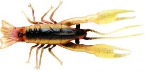 Rattle Jigging Craw - JCW03BCW