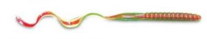 CUL 7.5" WORM 18BG WTMLN/RED CORE - C720-Q3