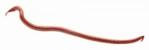 Berkley GEW-RDW Gulp Earthworm, 4" - GEW-RDW