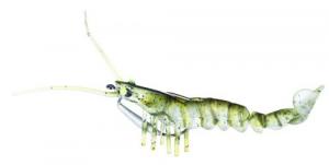 Savage Gear 3D Shrimp Avocado - MS-125-AV