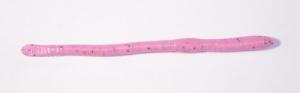 Original Bubble Gum Worms - 6236FB