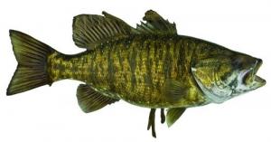 Fish Replica on Driftwood - BSM20.0-DW