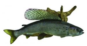 Fish Replica on Driftwood