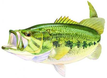 AFN Large Mouth Bass Decal - ST5599