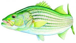 AFN Striped Bass Decal