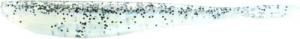 Lunker City 10140 Fin-S Fish 4" - 10140-101