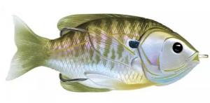 LIVETARGET Sunfish Hollow Body Natural/Olive Bluegill