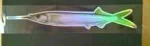 Fish Razr CustomZ Dredge ready Strip, Ballyhoo, 3.5' or 5'
