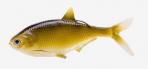 13 BAMF SHAD SWIMBAIT 5.2" GOLD