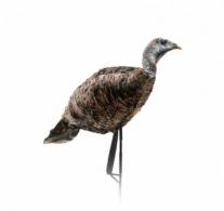 MONTANA MISS PUR-FECT XD 3D HEN DEC - 0084