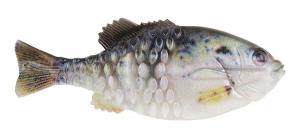 POWERBAIT GILLY HD CRAPPIE 90MM - 1546055
