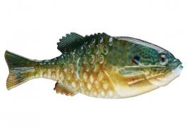 PB GILLY HD PUMPKINSEED 110MM - 1546065