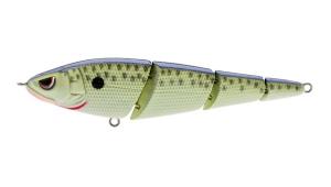 SASHIMMY SWIMMER 125 CELL MATE - SSS125CMT