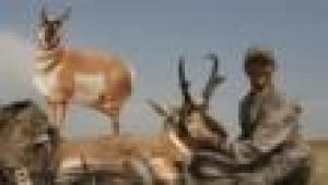 Montana Decoy Antelope Buck