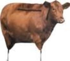 Montana Decoy Big Red Moo Cow