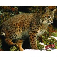 DuraMesh Archery Target Bobcat 25"x32" - DM205