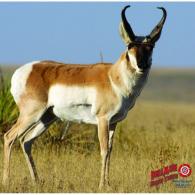 DuraMesh Archery Target Antelope 25 in. x 32 in. - DM201