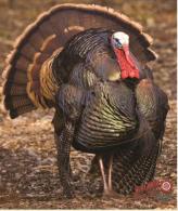 DuraMesh Archery Target Turkey 3 32 in. x 25 in. - DM218