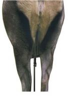 Montana Decoy Backcountry Elk Decoy - 78