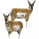 Montana Decoy Antelope Decoy Combo - 83