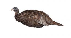 Flextone Thunder Chick Breeder Decoy - FLX-FLXDY331