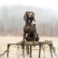 Rig Em Right Swamp Bully Dog Stand