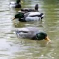 TIP UP MALLARD FEEDER