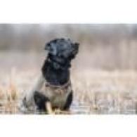 Bloodline Dog Vest Optifade Timber M