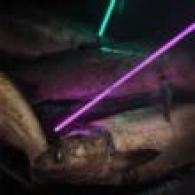 Muzzy Saber Fish Arrow w/Carp Point