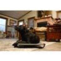 Higdon Outdoors MOmarsh Kennel Cot - Large