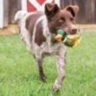 PetSafe Sportsmen Latex Meeze Duck