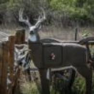 GlenDel Pre-Rut Buck w/ 4-sided insert