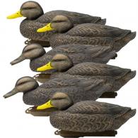 Higdon Legacy Magnum Black Duck Foam Filled (6pk) Higdon Legacy Magnum Black Duck Foam Filled (6pk)