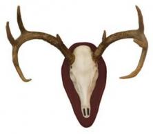 Hunters Specialties Euro Half Skull Deer Mounting Kit White - 01637