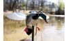 Mojo Baby MOJO Drake Decoy (Image 2)