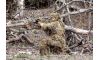 RED ROCK GHILLIE SUIT DESERT (Image 3)